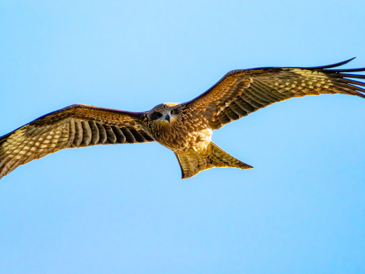 ｶｯｸｲｲ! #野鳥 #OLYMPUS 📸OM-D E-M1 Mark II M.ZUIKO DIGITAL ED 100
