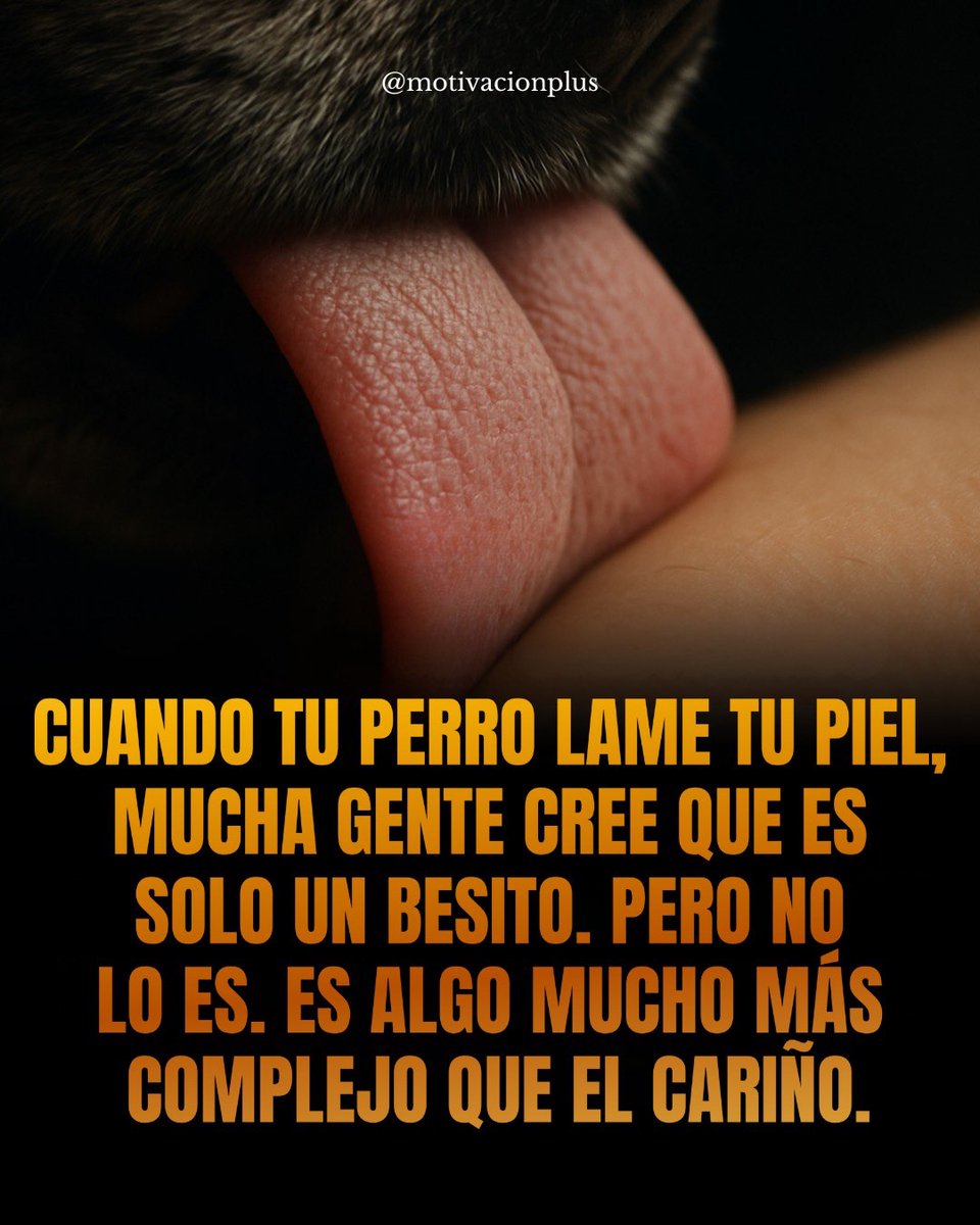 Aqui_mi_casa's tweet image. Cuando tu perro lame tu piel, mucha gente cree que es solo un beso.

Pero no lo es.

Es algo mucho más complejo que el cariño 🧵