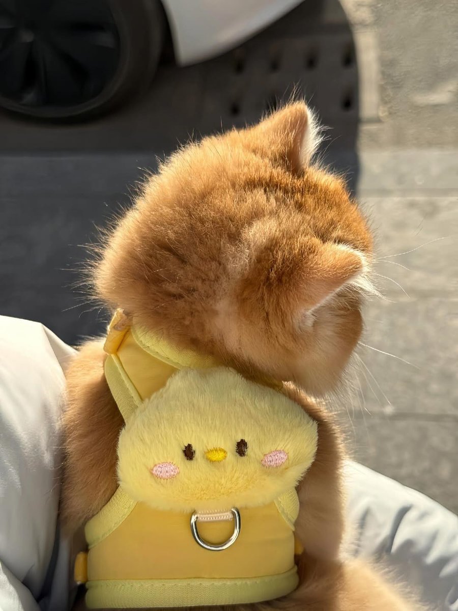 Cats all the way tweet media