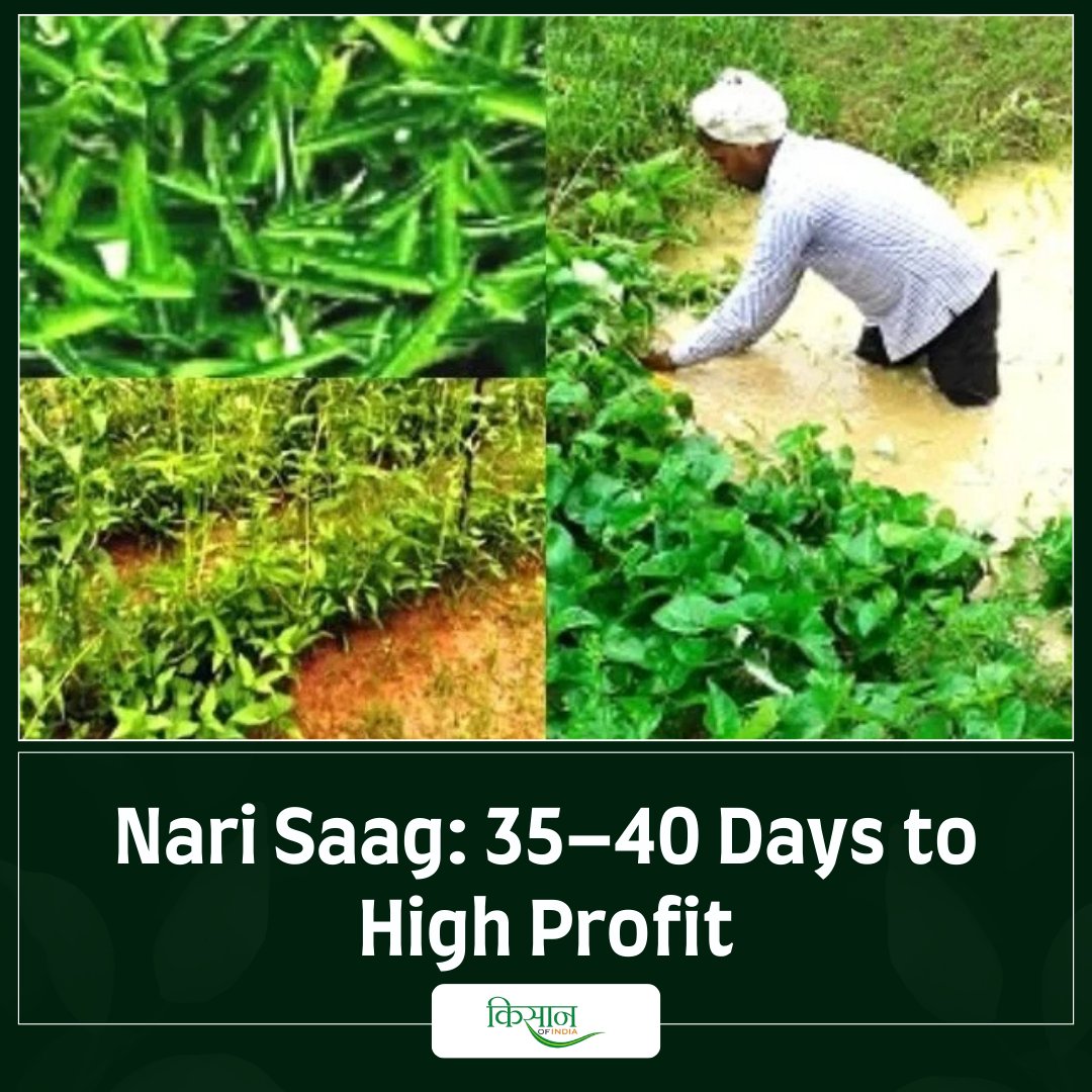 KoiEnglish's tweet image. Nari Saag Grows in 35–40 Days: Farmers Earn ₹12–15 Lakh with Better Variety
eng.kisanofindia.com/latest-news/na…

#NariSaag #HighProfitFarming #FastGrowingCrops #SuccessStory #SmartFarming #FarmIncome #KOIenglish #Farming #Agriculture