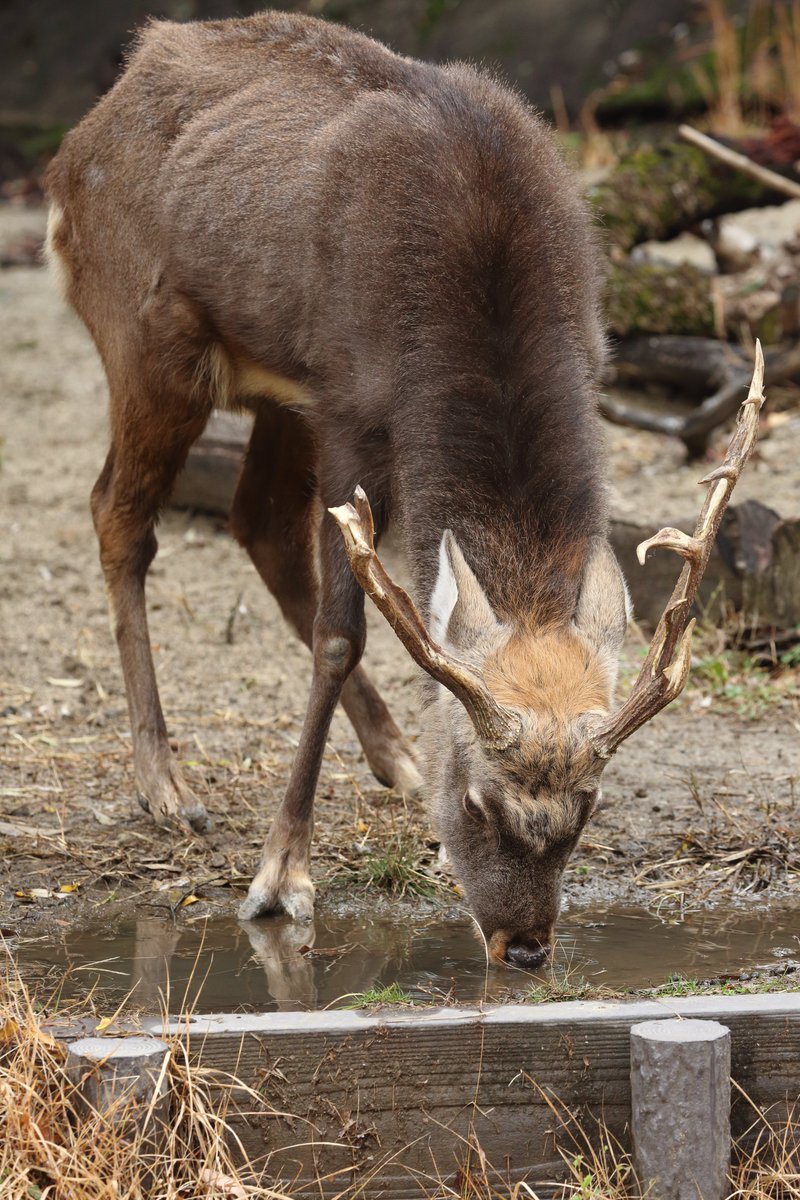 エゾシカのツノ　２ エゾシカのツノ 2 エゾシカのツノ 2 エゾシカのツノ2
