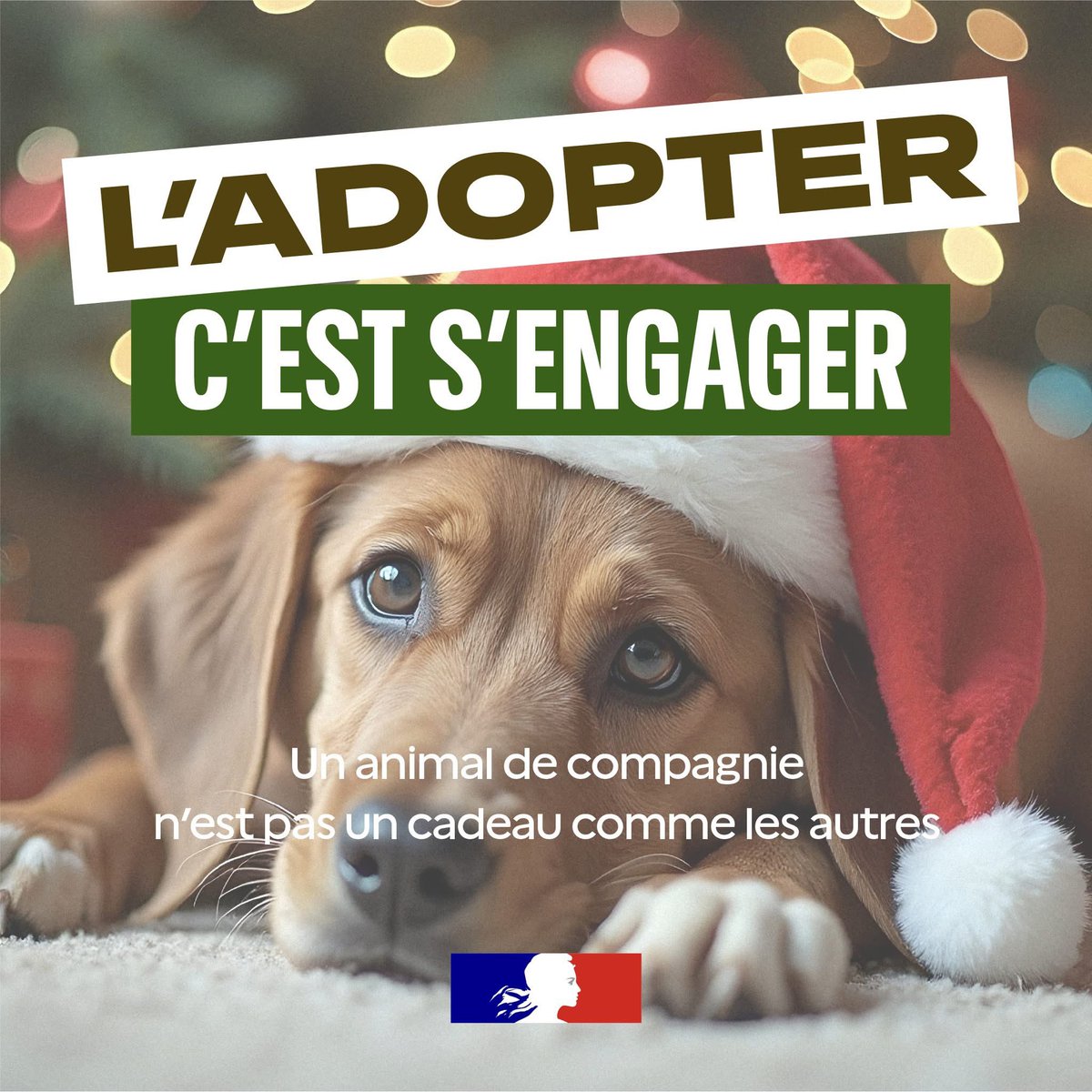 Image de Préfet de l'Allier - #StopAbandon | À l'approche des fêtes, la tentation d'offrir un animal de compagnie peut être forte.