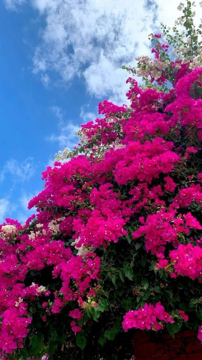 -
لو 
انني طير
لضممتك تحت جناحي 
لو انني 
شجرة لكنت لك مستراحاً وظِل 
لو انني 
غيمه لأمطرت في أرضٍ تضمك
لكنني بشر 
لا أملك سوى ان أحبك 🩷

#مساء_الخيرᅠ 
#مساء_الخير_والسعاده