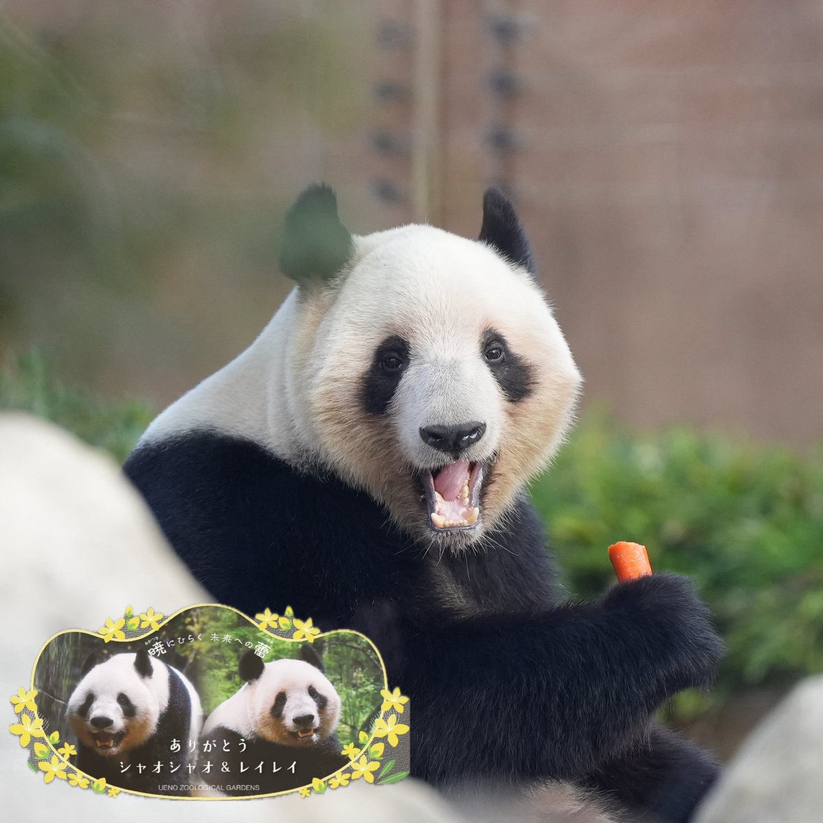 2025.12.16-21 #シャオシャオ #レイレイ #上野動物園 いつ発表があるの