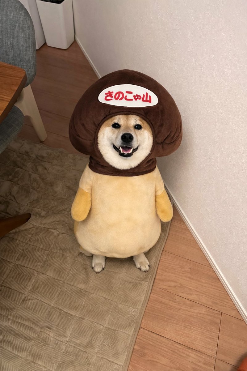 PutenSibainu's tweet image. 昨日のリベンジしたんだけどさ…

 #柴犬