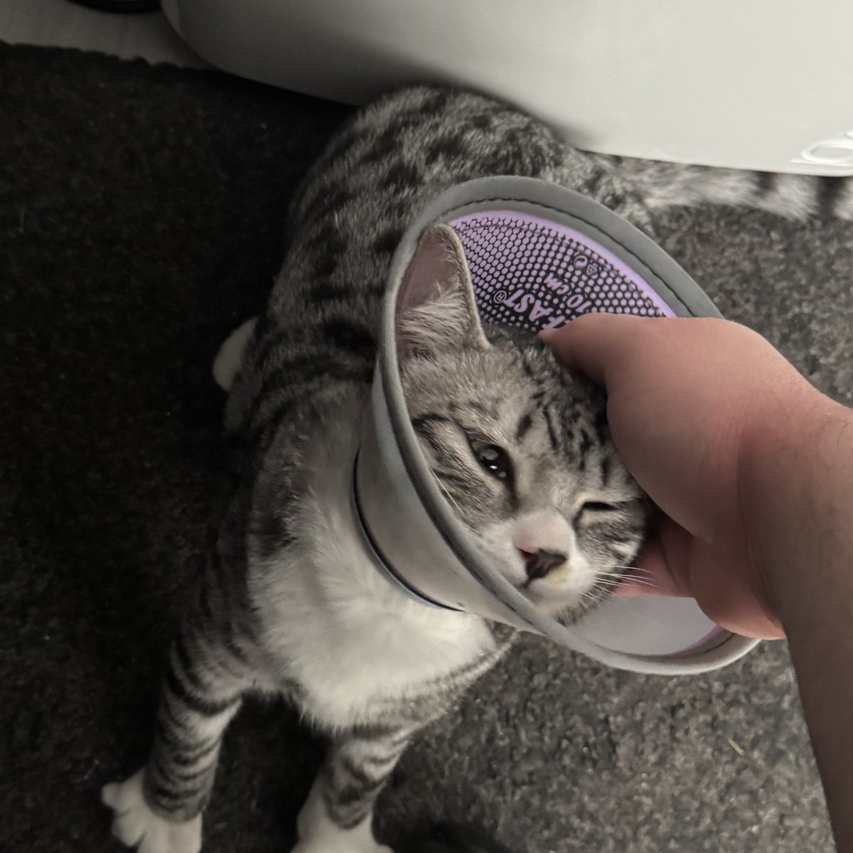 Flys3r's tweet photo. @kosekibijou For my cat Kosmo was this wednesday balls off day 🔥 https://t.co/yPkE41LUwb