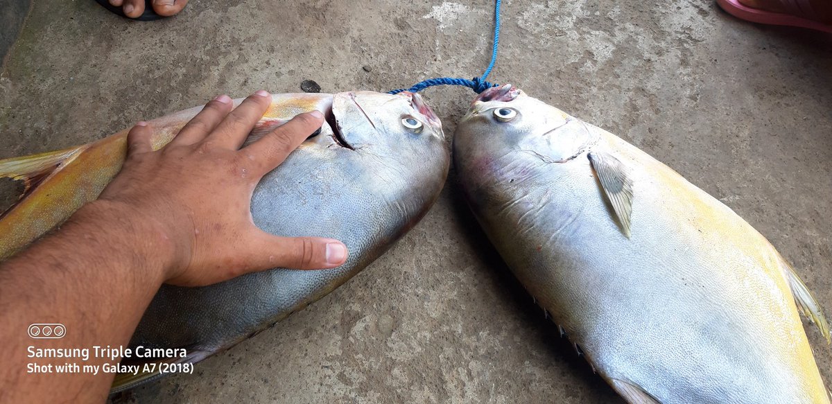Willdanwibi's tweet photo. @pegawaibumc Mancing iki wae https://t.co/pjpF6j56C0