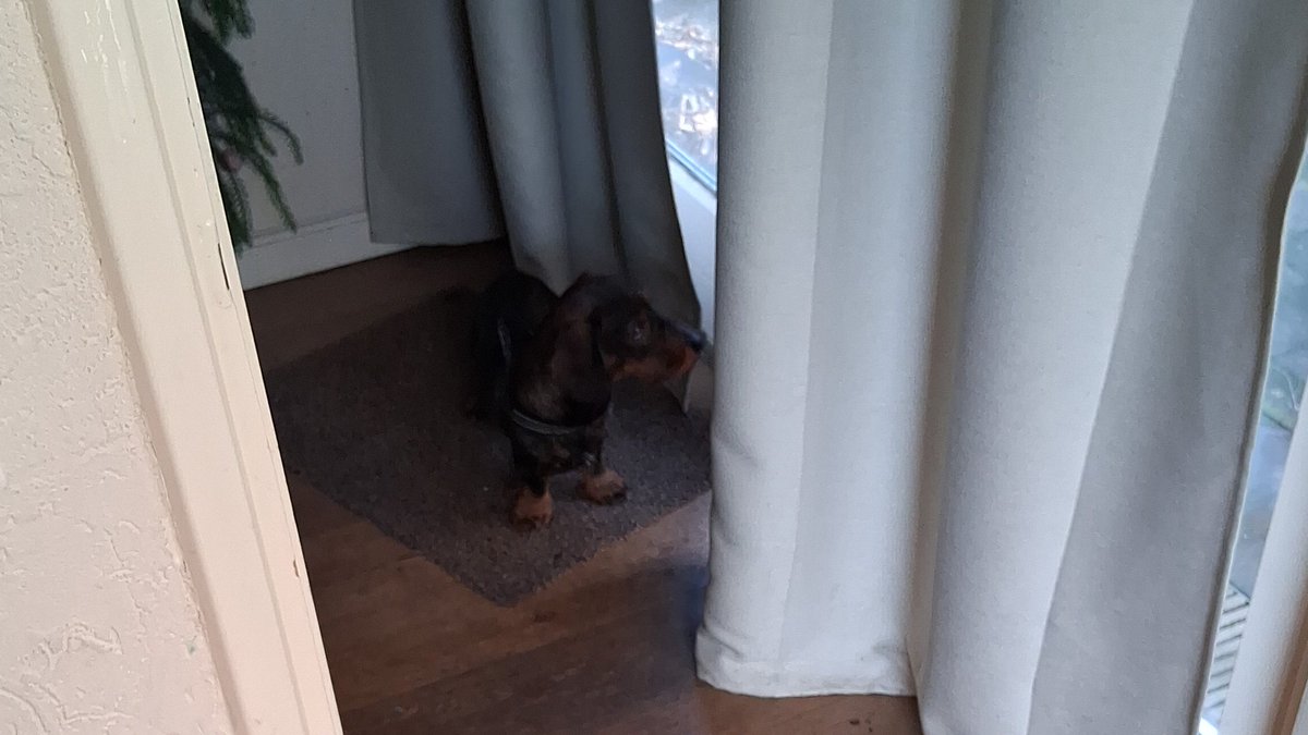 MauriceLuymes's tweet image. Charlie is klaar voor de anti migratie demo #apeldoorn