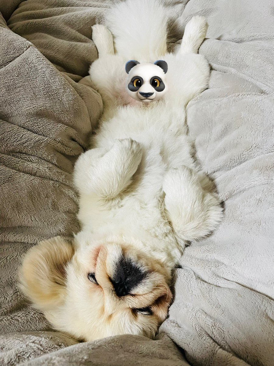 だいふくtoニコ (@pekidaifuku0718) / Posts / X