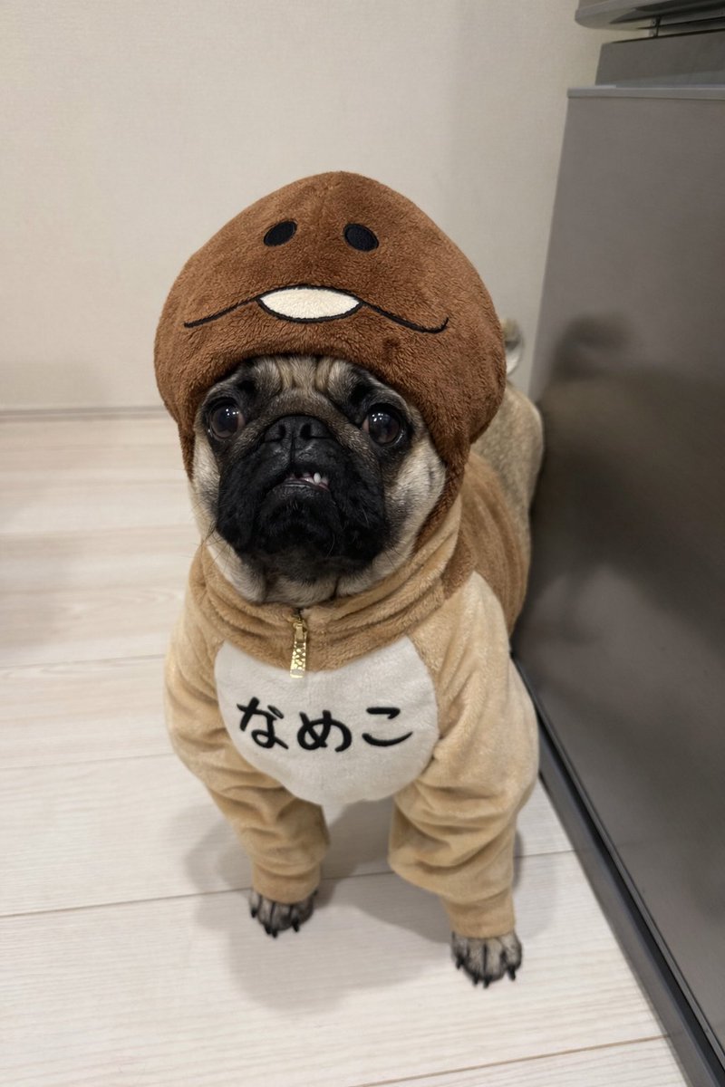 リクエスト パネル パグ侍 パグお(パグ愛好家) (@pug3ta) / Posts / X