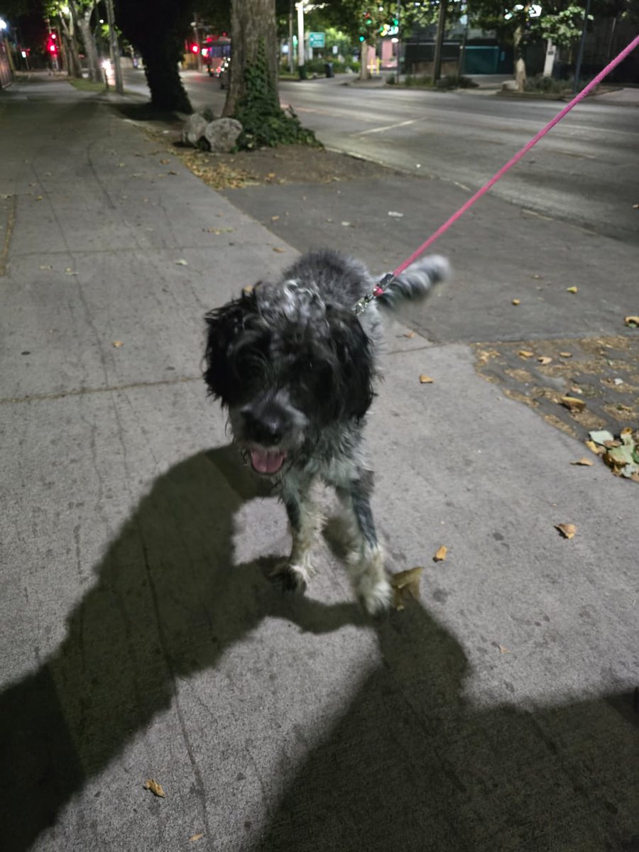 Gonzatoledo3's tweet photo. Este perrito lo encontré anoche en Colon con Manquehue, favor ayudar a encontrar a sus dueños.
Tiene correa de la Catolica.
⚪️🔵⚪️ https://t.co/jRo6chPuLq
