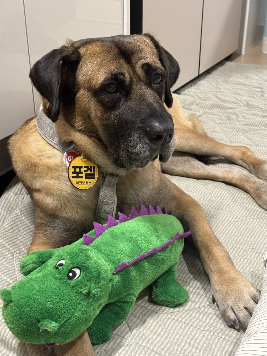 안녕하세요, 아크보호소 SNS 관리자입니다.

오늘은 기쁜 소식 대신, 마음 아픈 이야기를 전하게 되어 무거운 마음입니다. 하지만 많이 고민하던 이야기라 오늘 기회를 통해 말씀드리고자 합니다. 오늘 펫페어 현장에서 저희 아이, 포겔이를 보시고 언짢아하시며 말씀하시는 분이 계셨습니다.

이로