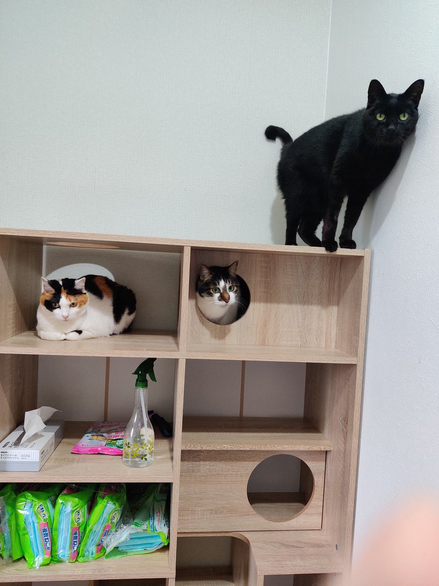 chirutar's tweet photo. 全ての猫におすすめしたいが、組み立て難易度は過去に組み立てた商品でもトップクラスという罠 https://t.co/iZPYprypUz