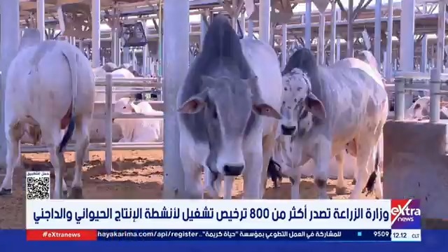 وزارة الزراعة تصدر أكثر من 800 ترخيص تشغيل لأنشطة الإنتاج الحيواني والداجني #ندى_رضا 