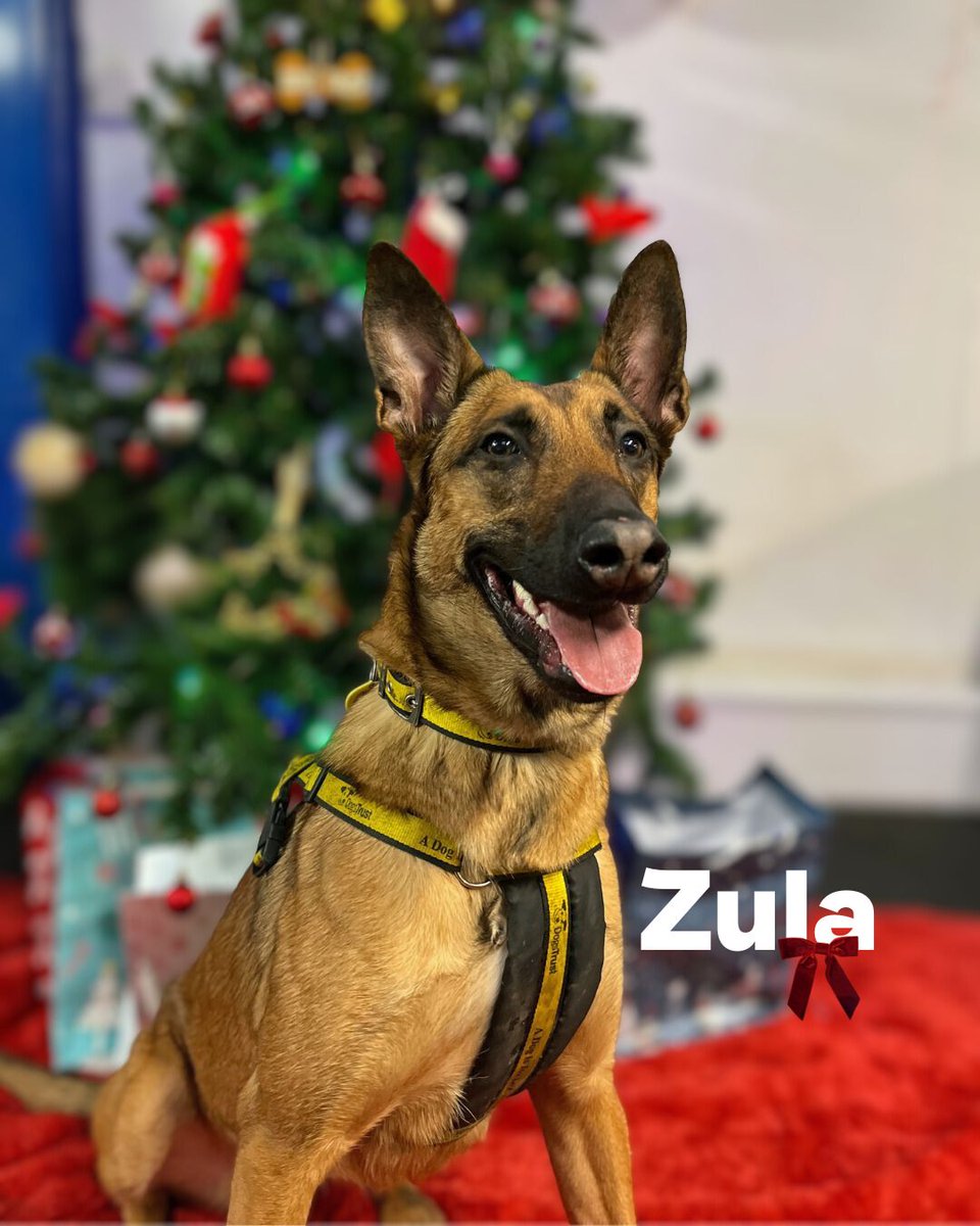 Dogs Trust Merseyside tweet media