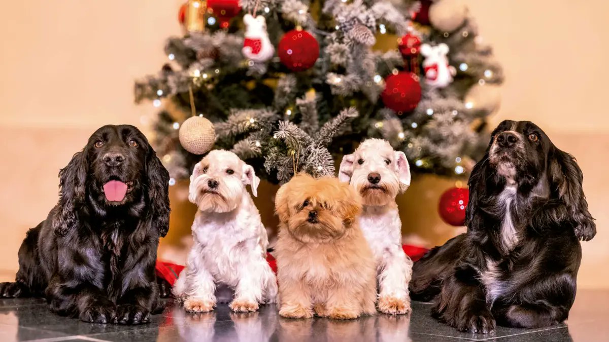 MundoSchnauzer's tweet photo. Unos schnauzer miniatura reales...  https://t.co/OWCGmGOHKK https://t.co/H2O4mgzgYi
