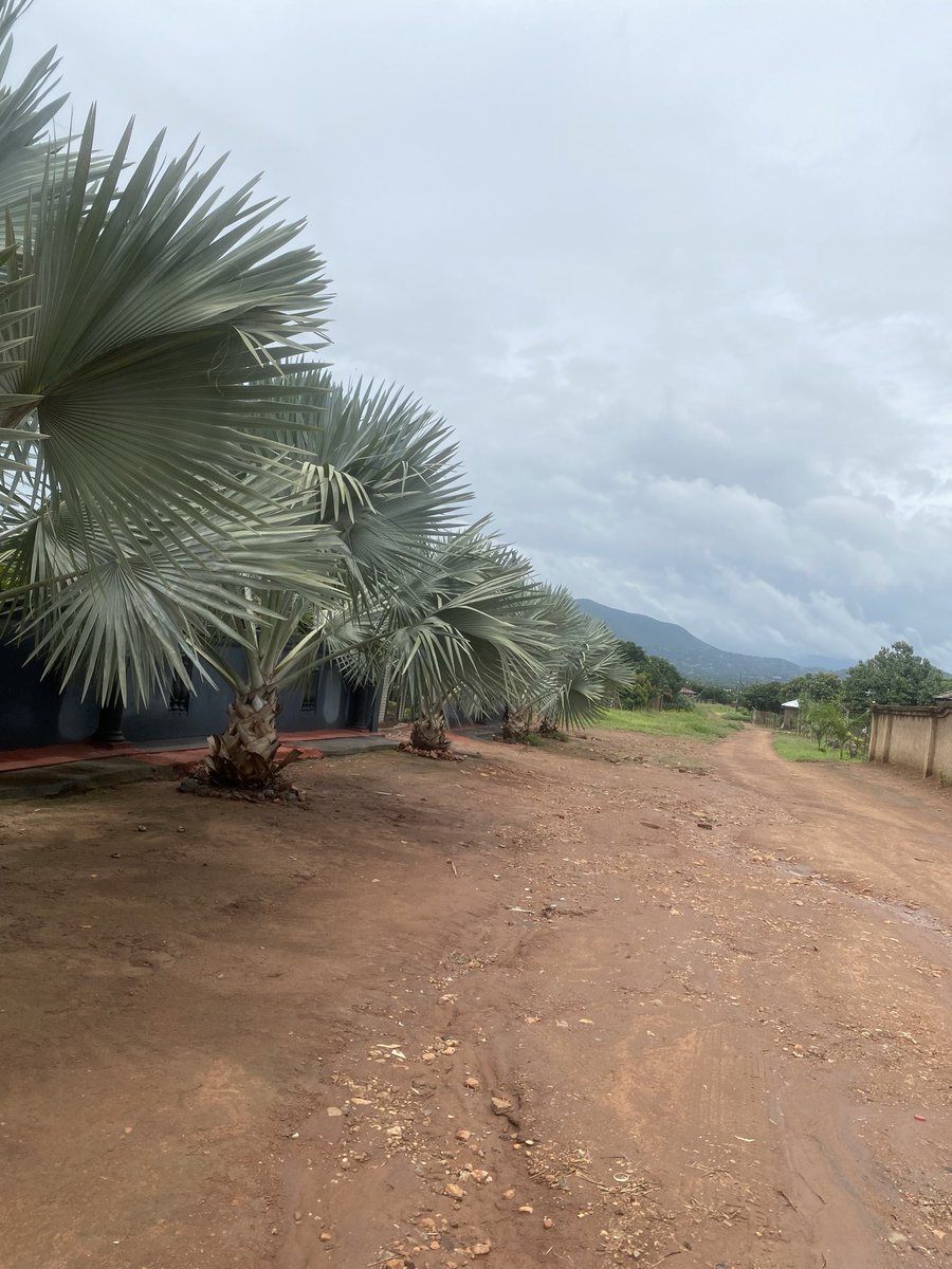 Ms Mulaudzi☘️ tweet media