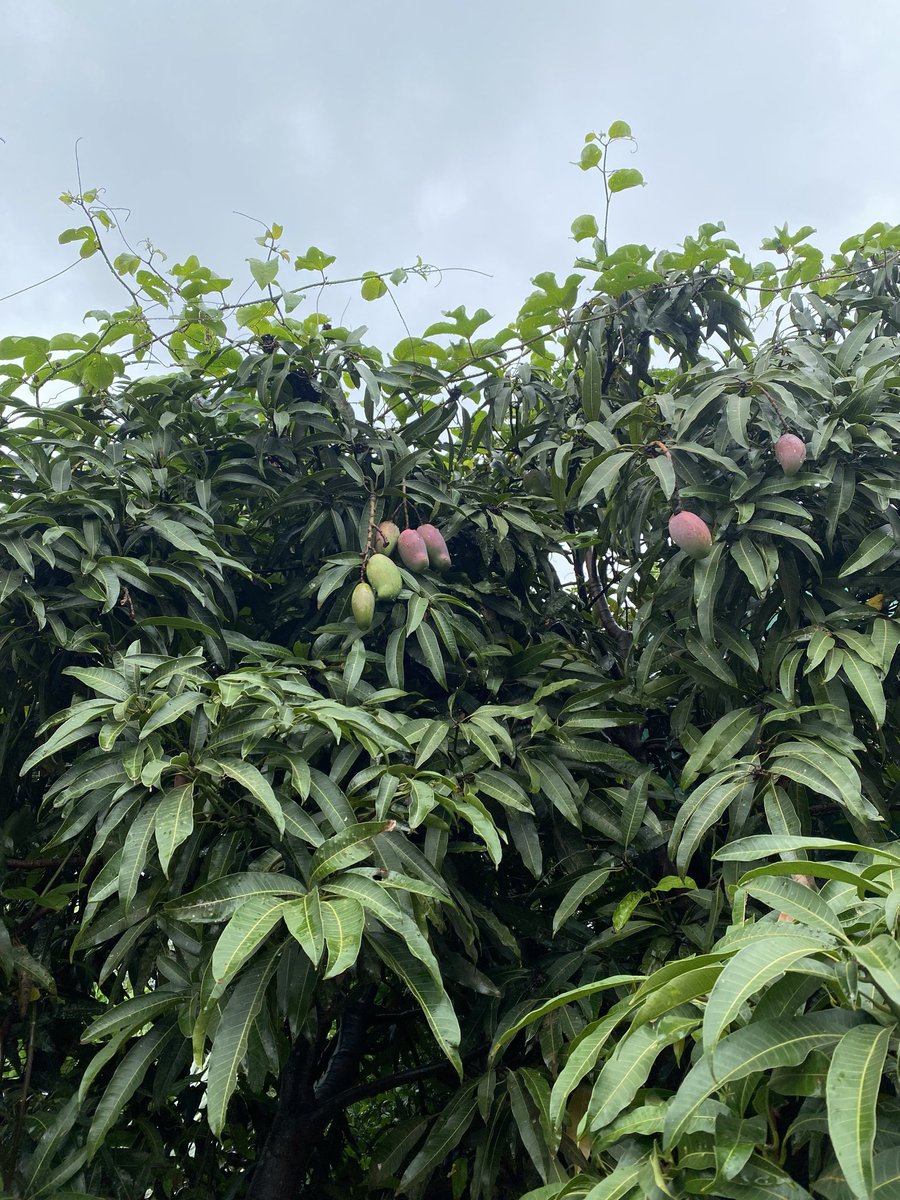 Ms Mulaudzi☘️ tweet media