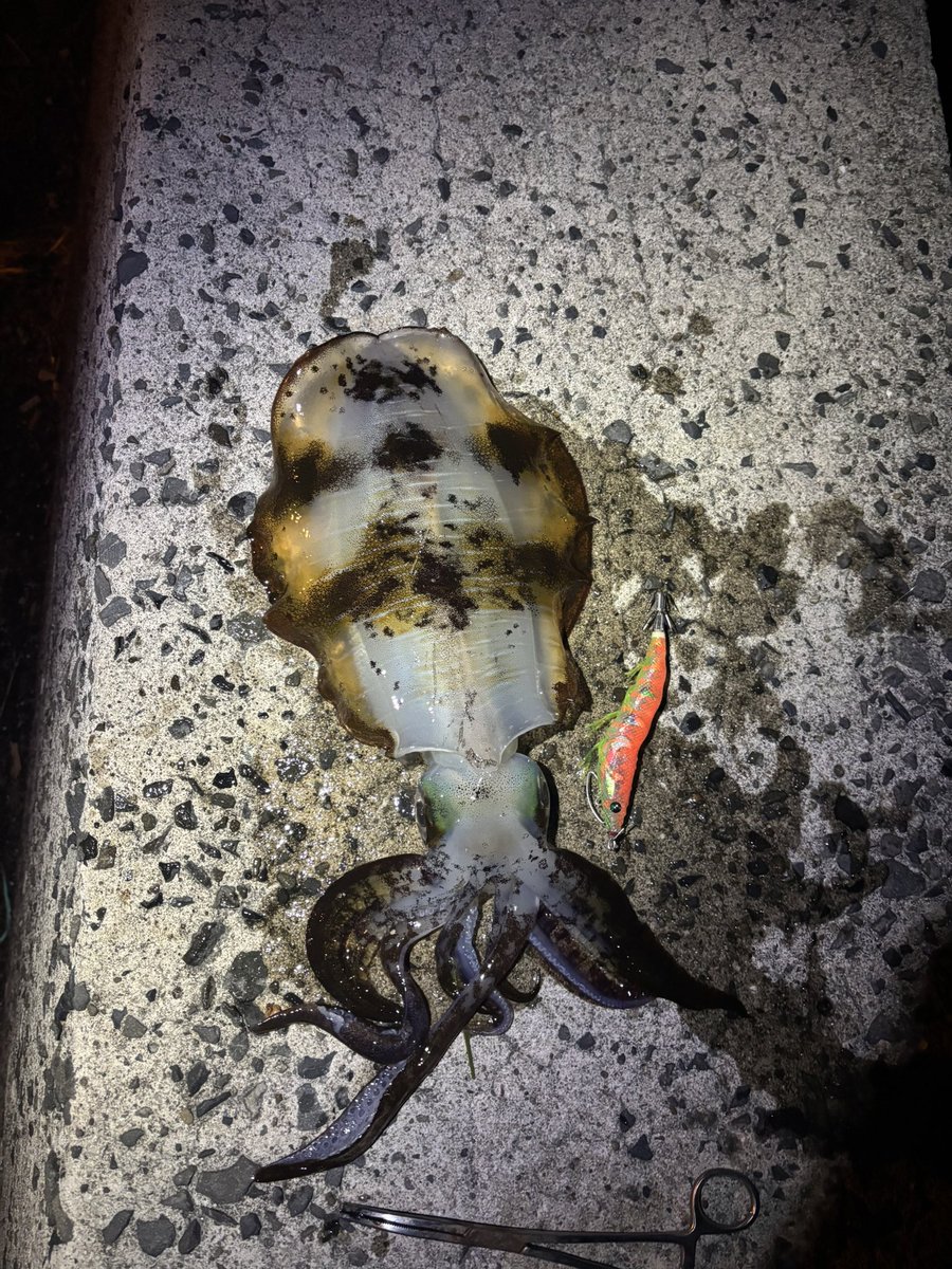 squid176000 tweet picture