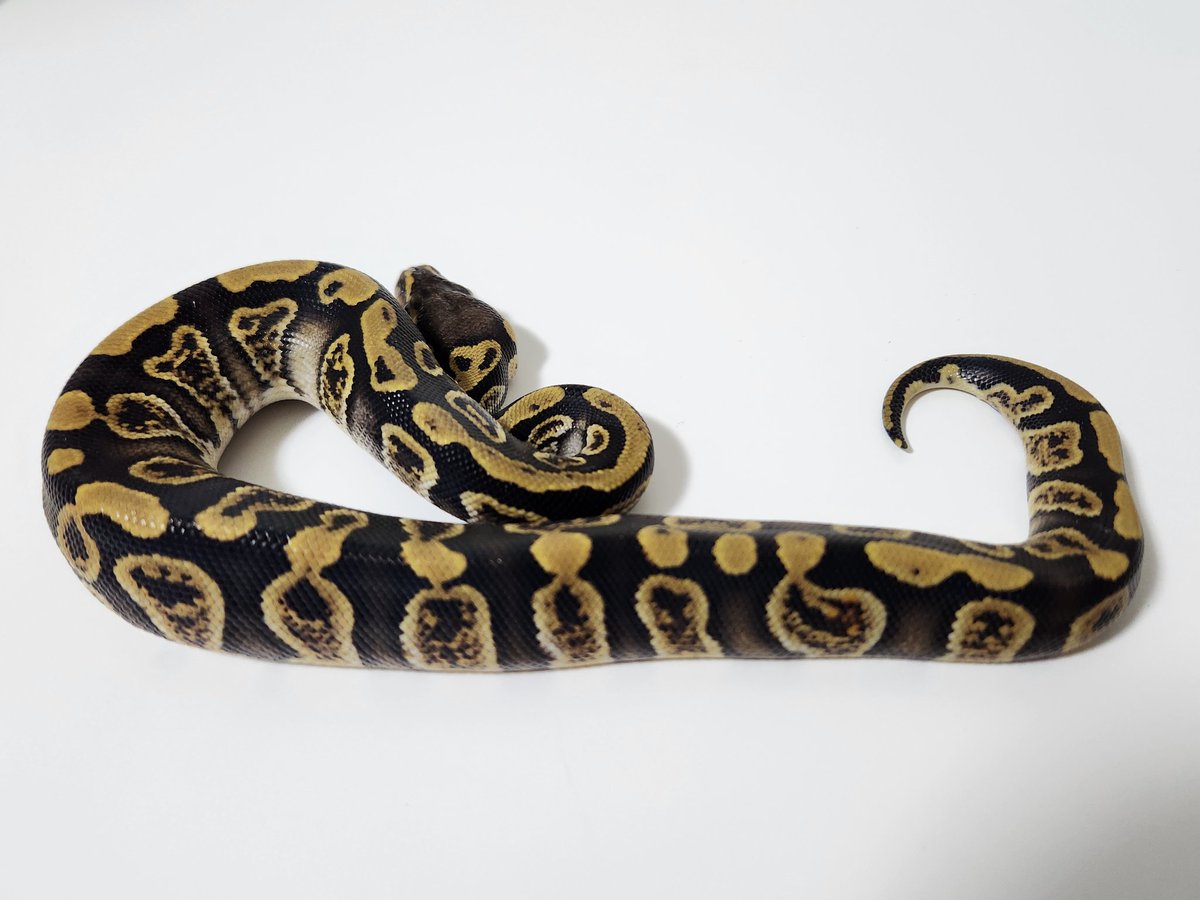 CB.Japan.Reptiles (@CB_Japan4649) / Posts / X