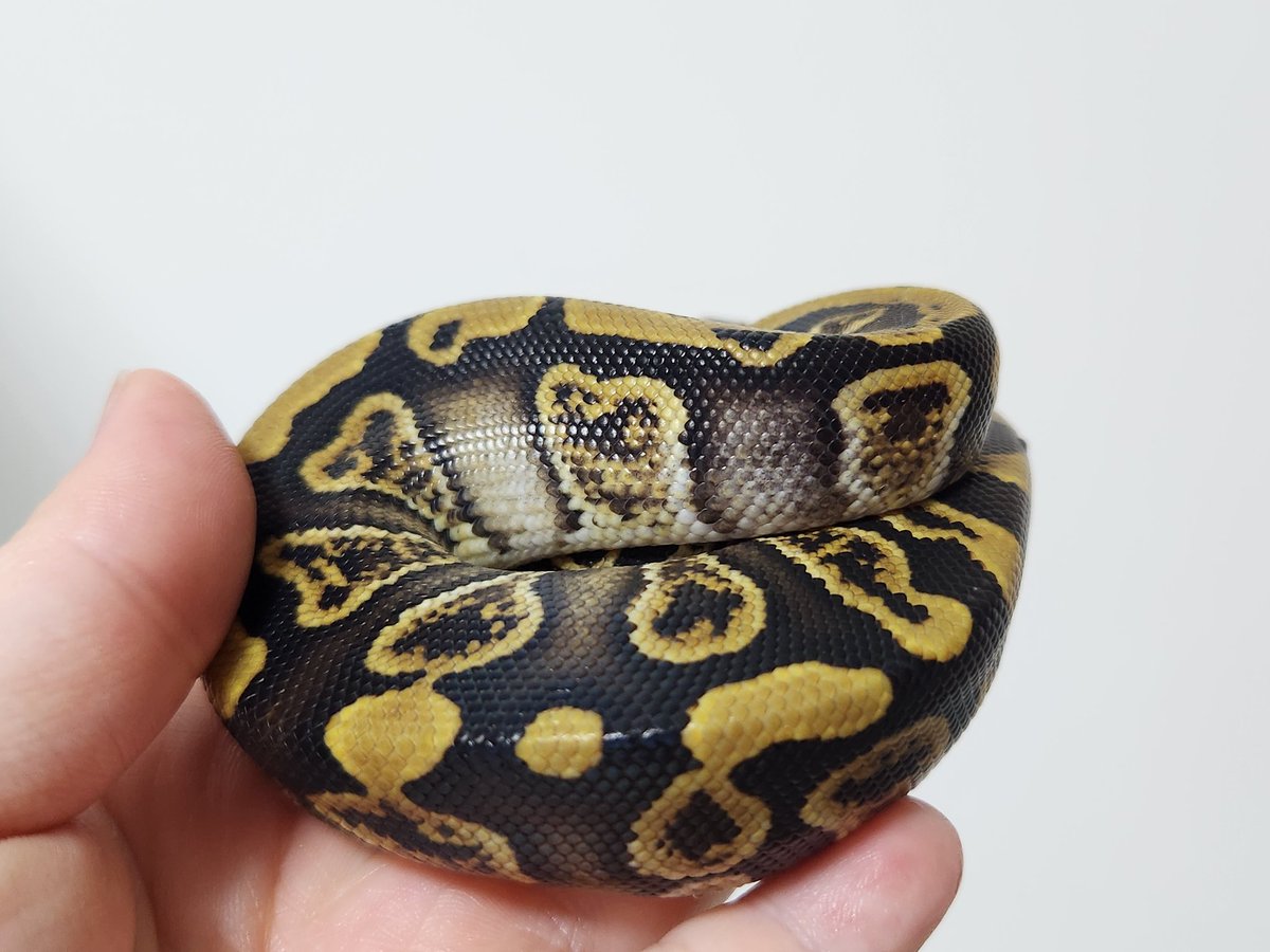 CB.Japan.Reptiles (@CB_Japan4649) / Posts / X