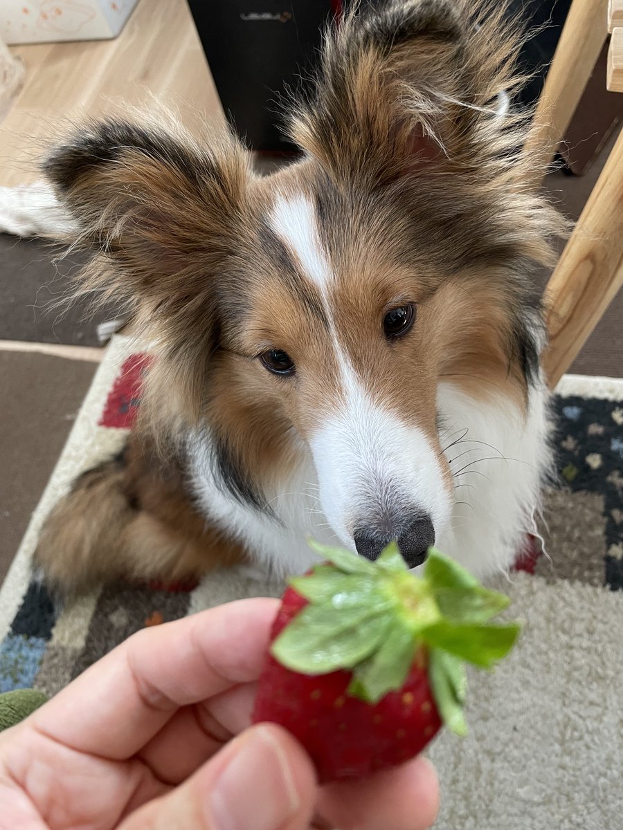 いちご🍓✨✨ほしいなあ✨
なシェル美(仮名)。いちごはあまり県外に出ない古都華！大変気に入って食べました✨
#シェルティ #Sheltie