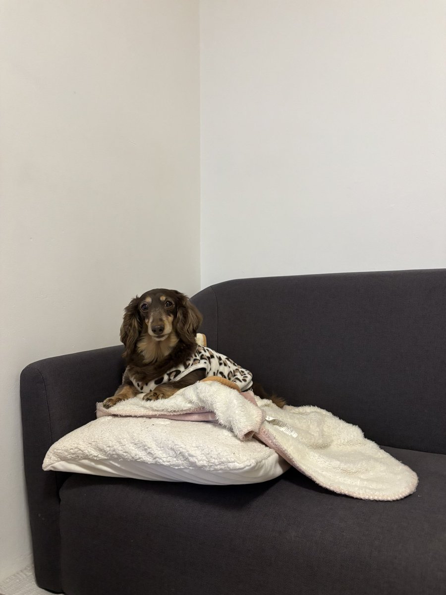 いぬびすページ♡⃜ いぬびす 松坂牛入り 140g/あにまるキャンパスオンラインストア