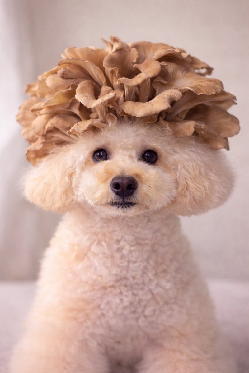 pino🍒🐩 (@opin0119) / Posts / X