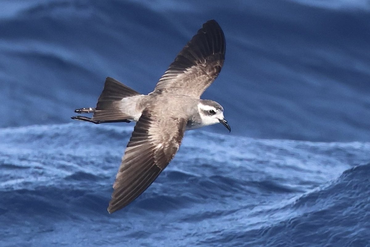 St. Mary’s Patch tweet media