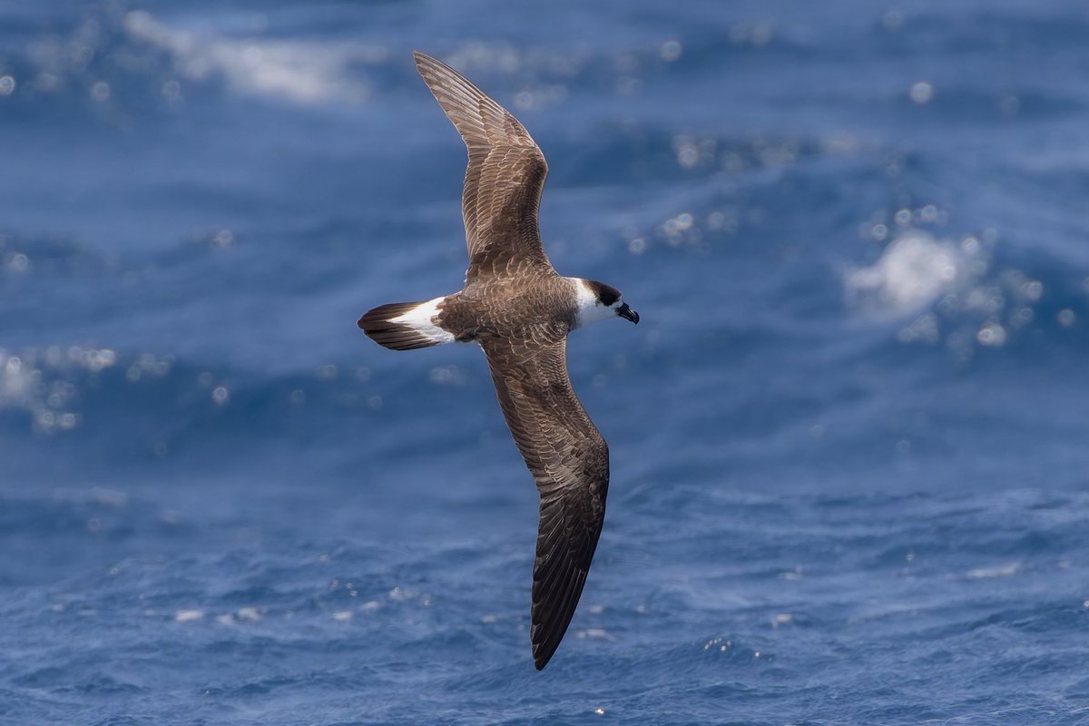 St. Mary’s Patch tweet media