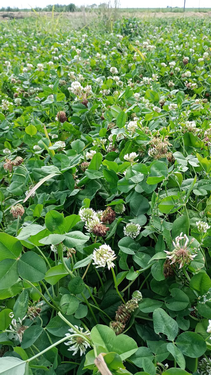 Buen Domingo para todos!!! Forrajes de mi tierra....... Vamos que Vamos 💪💪