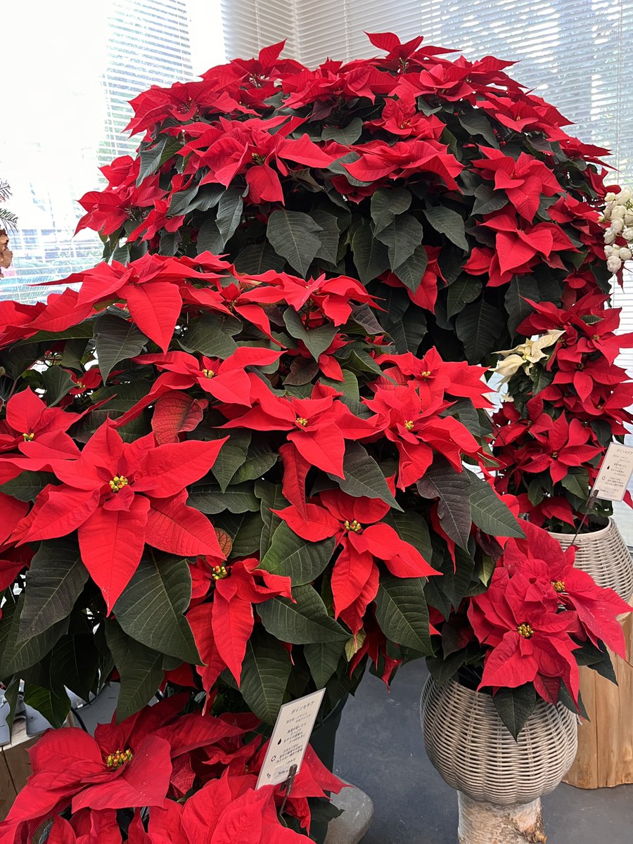 日比谷公園本店のエントランスは、針葉樹や松かさ、クリスマスホーリー
