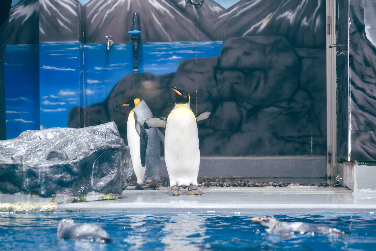 ペンギン スクィートゥンセイルペンギン - 株式会社ベルニコ