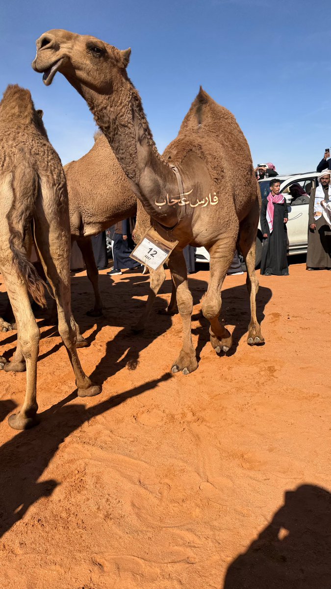 cjls0's tweet photo. مشاركة ابن العم #فيصل_الضبعاني 
في شوط الشلفاء ،، عسى فاله التوفيق https://t.co/HdeA25SASI