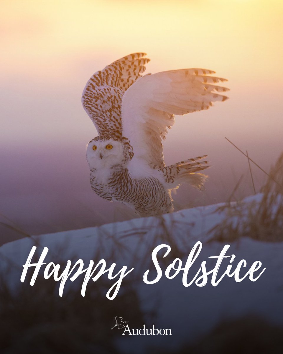 audubonsociety's tweet image. Let us celebrate one more year around the sun and be reminded of nature's rhythms and all the wondrous creatures that fill our brightening days!

And thank you to Simon d'Entremont for submitting this amazing photo of a snowy owl to the Audubon Photography Awards