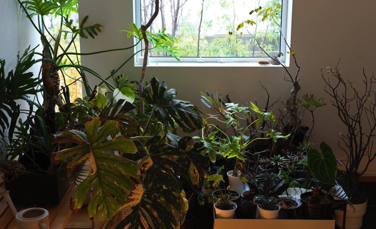 今年はメタルラックなしで取り込みできた（カオスだけど）
建築中のストレスを癒してくれた鉢モノ植物だけど、今後はゆったり減らして庭に集中したいね