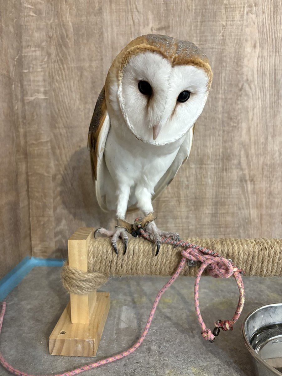 FandK 爬虫類木製ケージ (@mokusei_keiji_2) / Posts / X