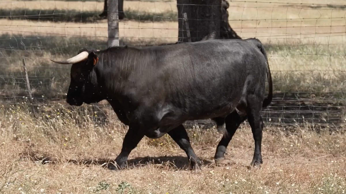 Si hay algo que disfrutamos en nuestro programa, es vivir al toro en su entorno. De nuevo el 2025 nos ha dejado momentos muy especiales en el campo bravo.

🟥 En directo bit.ly/DirectoTierraD…

📲YouTube y App 
<a href="/cextremadura/">Canal Extremadura</a>