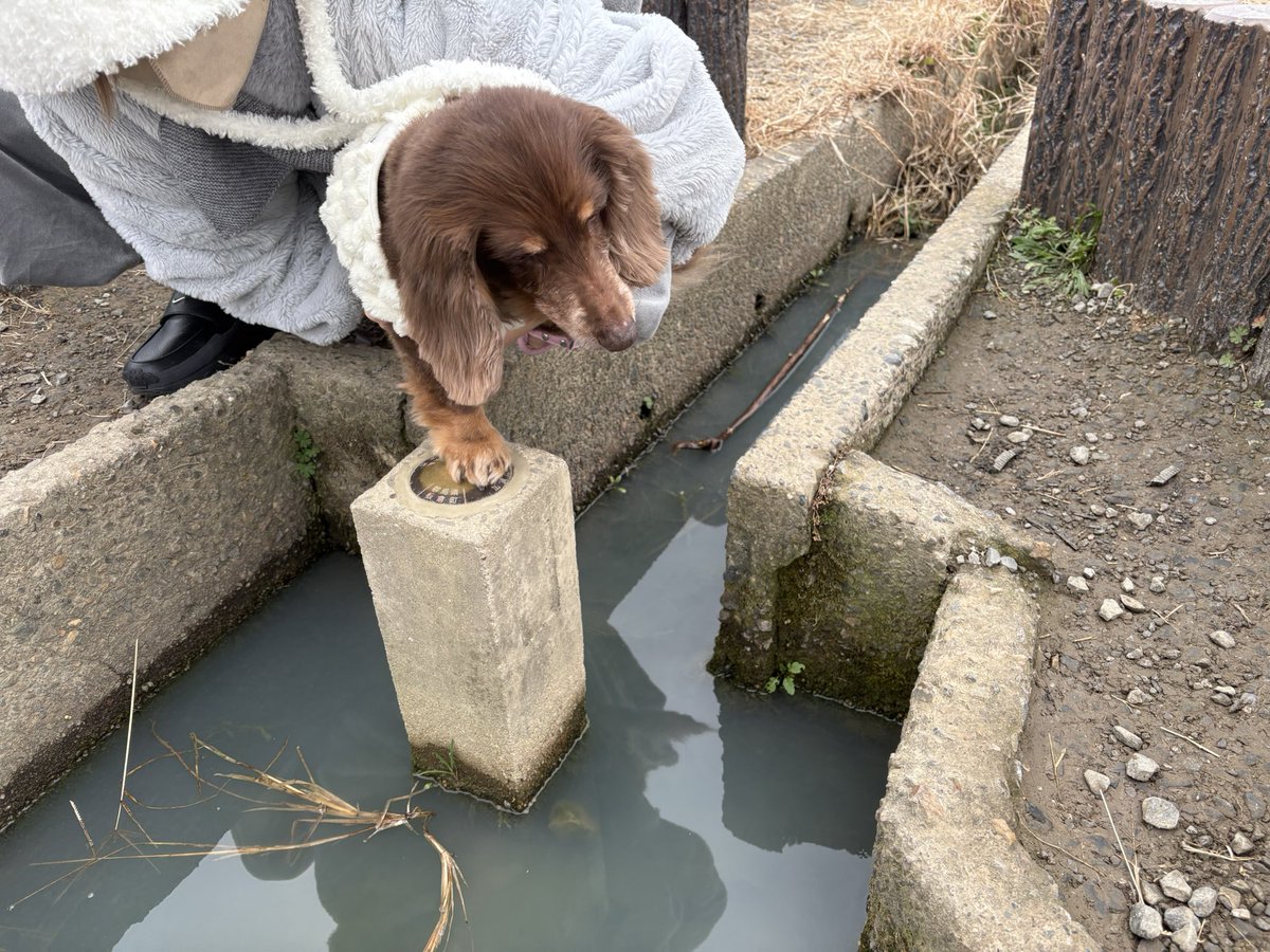 モカちゃん 様 モカ、 #17歳5ヶ月 になりました✨ 3県境行って、3県触ったよ！ 帰っ