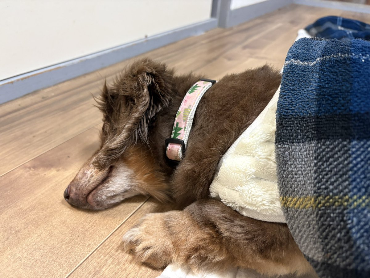 モカ、 #17歳5ヶ月 になりました✨ 3県境行って、3県触ったよ！ 帰っ