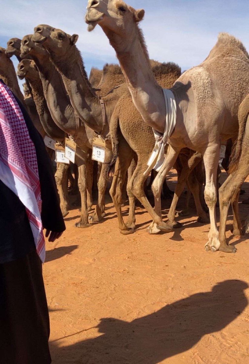 userhrb's tweet image. غزيزة اللي يصفق القوم بالقوم 
نوطًا يقلدهاا العقيد العمامة