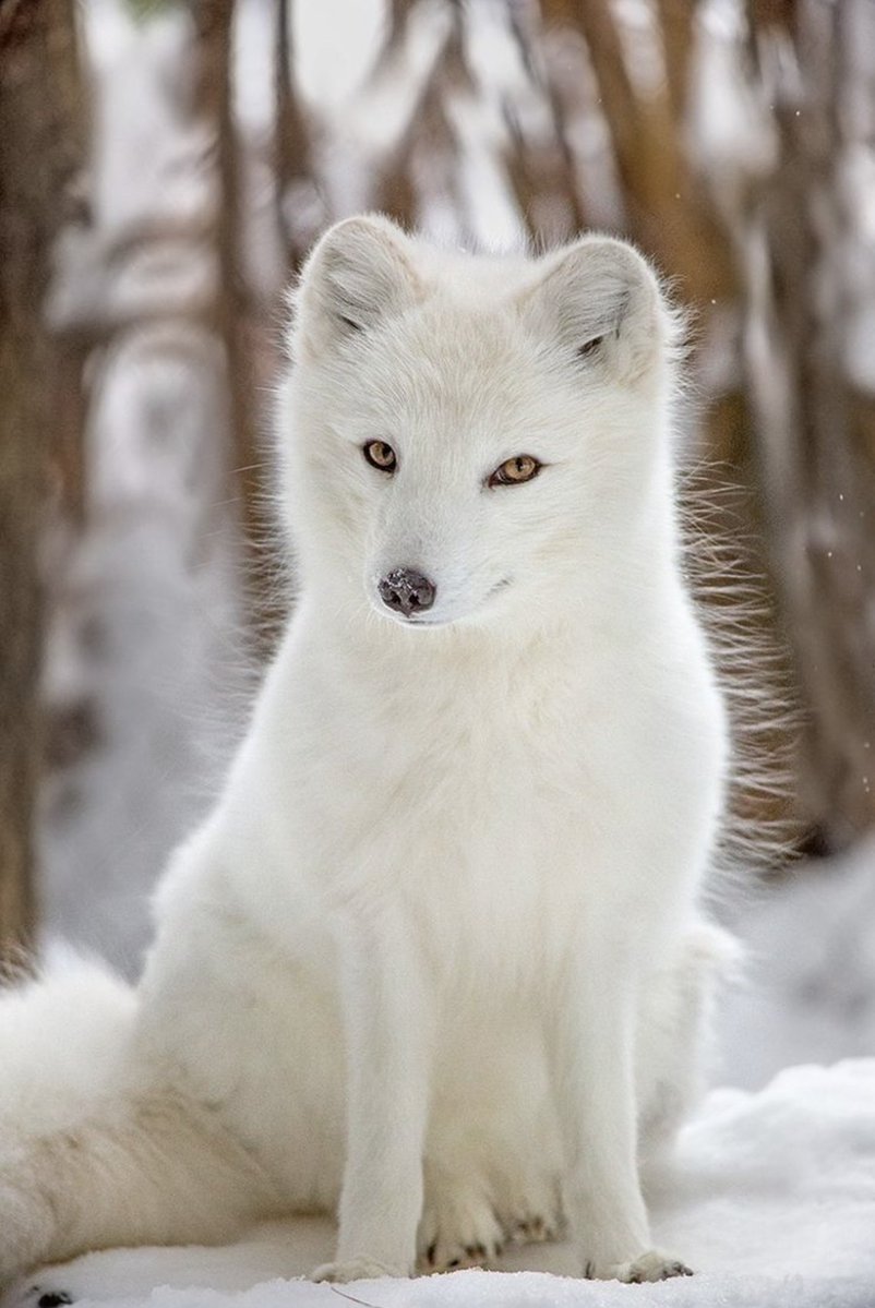 AnneLouiseAvery's tweet image. The Twenty-first Window. The Stinting of the Sun is not a safe time, said the Newcomer to Old Fox. 
They were sitting high on Pooksdown Hill, leaning against the slope of the round barrow and looking out across the snow-palled land, hatched in dark thorn and hazel, little plumes…