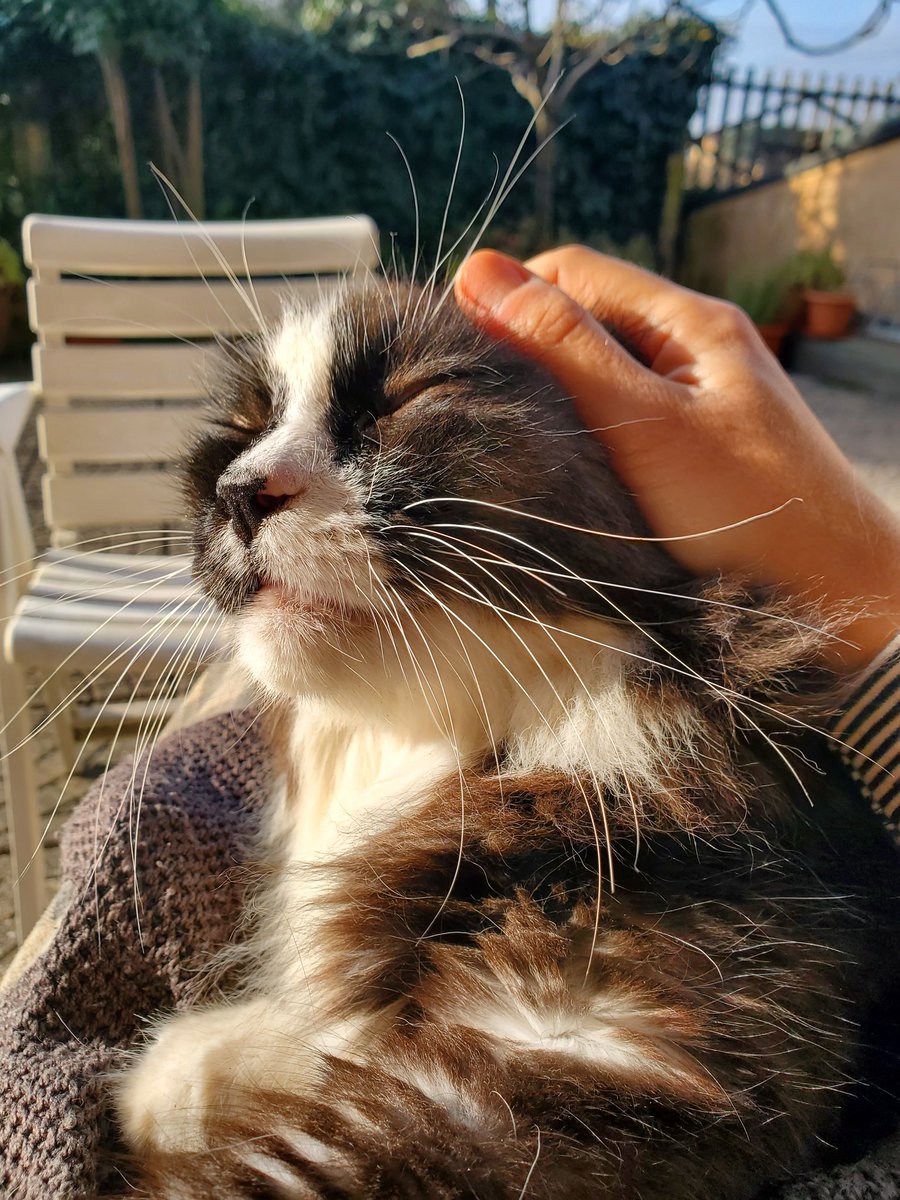 BoatsLittle's tweet photo. ✨️♡✨️      🐈‍⬛ https://t.co/lQ6mLP7lSp