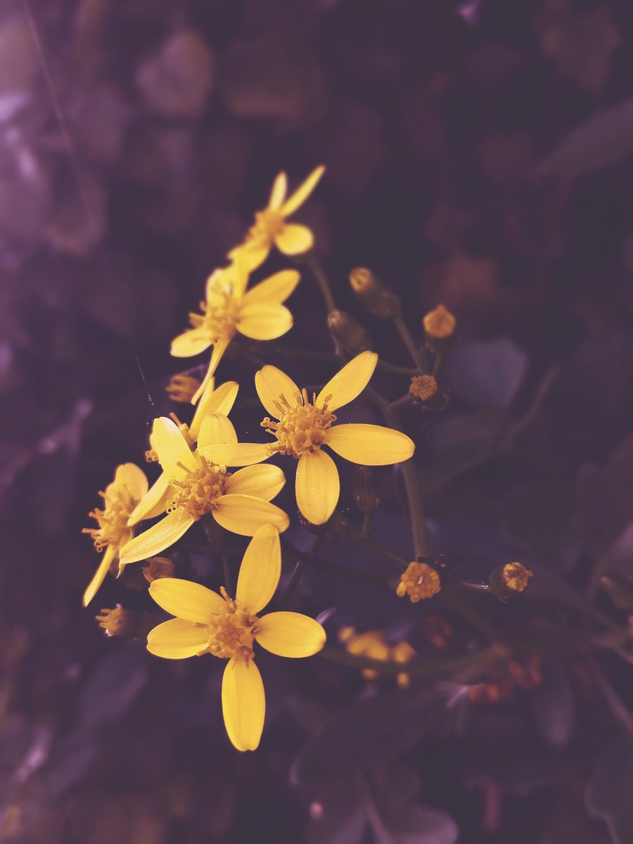 Sinopsis (@unamezzaidea) on Twitter photo 