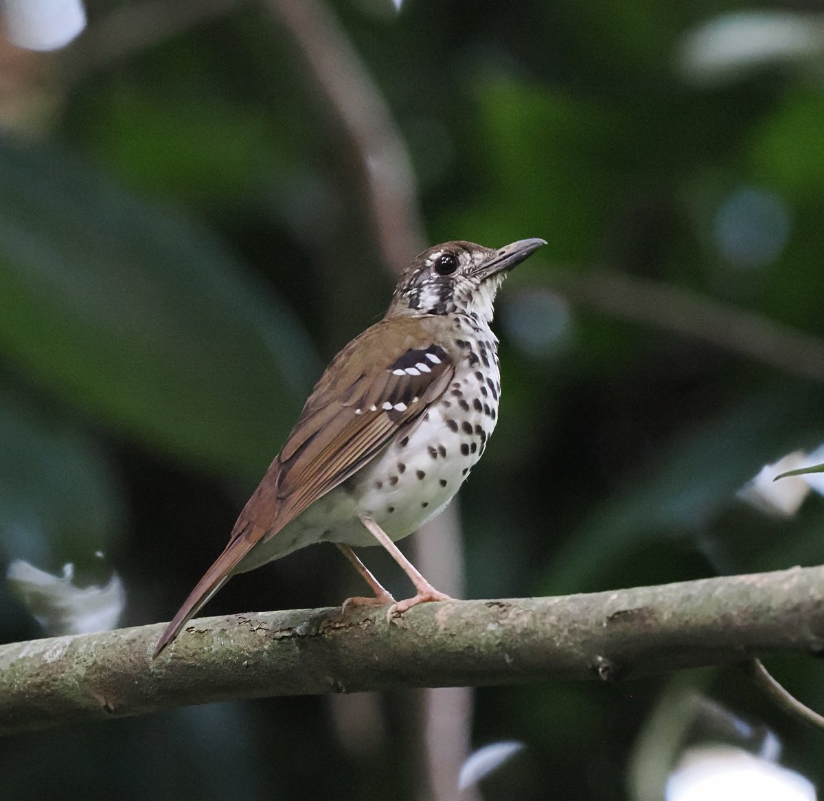 Mikeilett's tweet photo. Few more Sri Lanka endemics - Spot-winged Thrush / SL White-eye/ SL Grey Hornbill / SL Junglefowl https://t.co/sYHOIxpiZ5