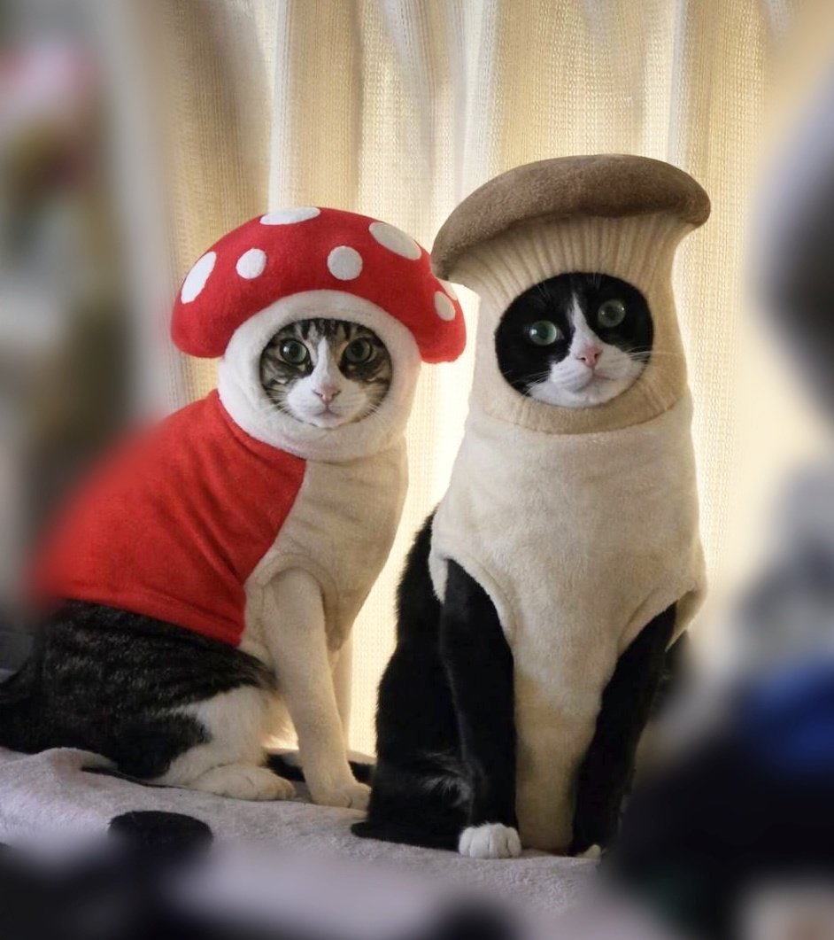 みちゃ✰ะ (@michapoyo222) / Posts / X