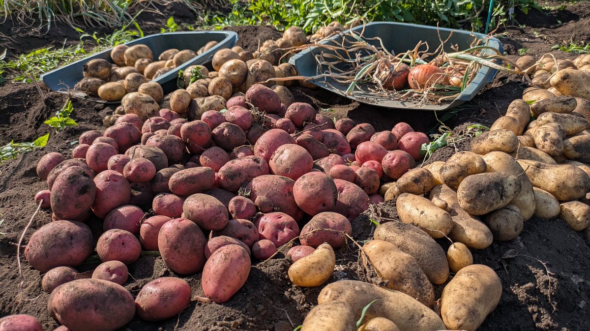 今週のボク農生配信は明21時55分からに変更してお送りします😊
１年間を締めくくる忘年会配信✨
一緒に生配信で語りながら楽しい時間を過ごしましょう🧑‍🌾
#ボク農
#農園