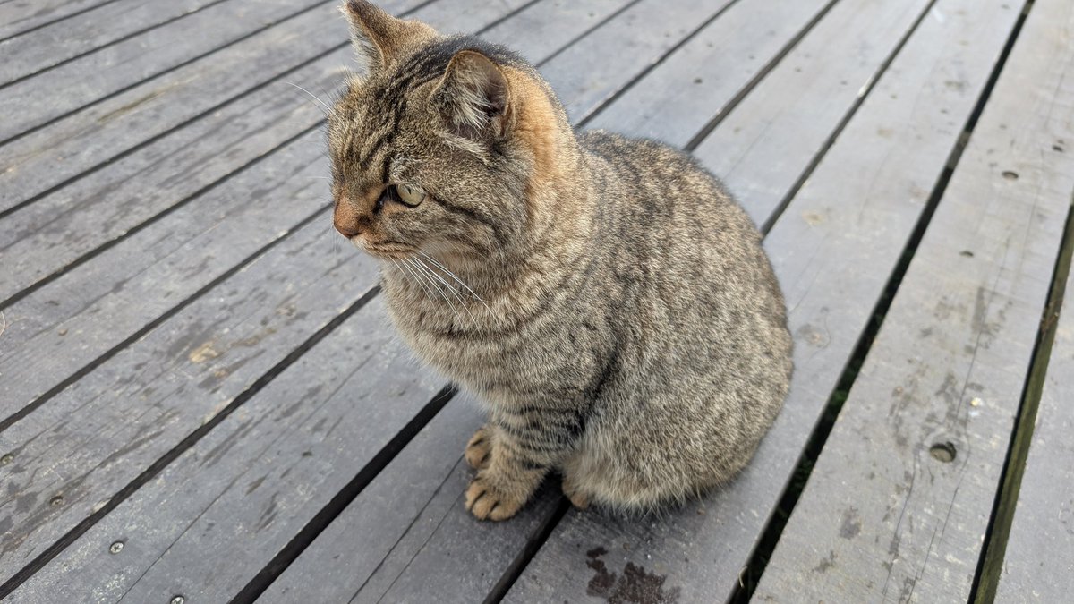 賢者タイムなのでたまにはキャンプ場で出会った可愛い猫さんの写真を。。。