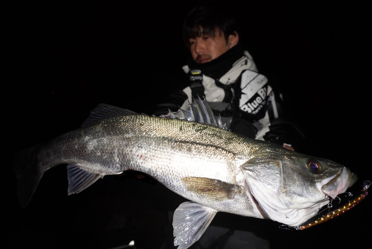 寺岡寿人"しまなみ海道の釣師" tweet media