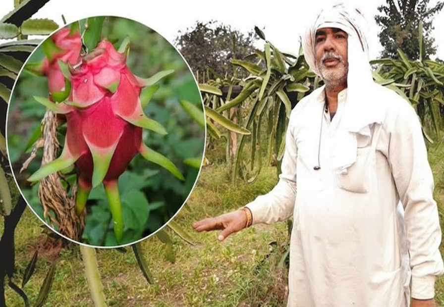 PrernaMedia's tweet photo. ड्रैगन फ्रूट से चमकी बागपत के किसान की किस्मत

https://t.co/YCBon9ELsr

#dragonfruits #farmer #quitjob #atamnirbhar #baghpat #kisan #uttarpradesh #prernasamvad https://t.co/6aGV7BiOaC